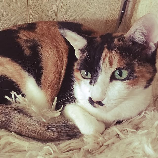 Tabasaさんの実例写真