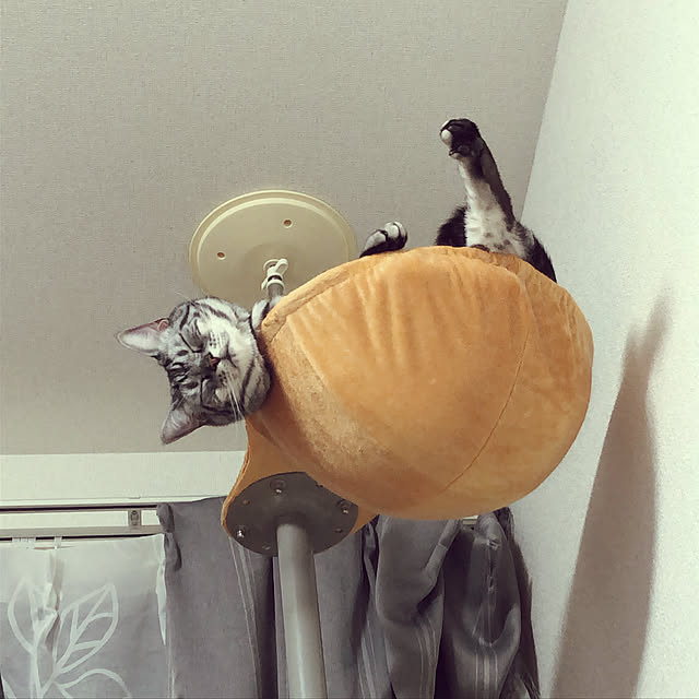 mosuさんの実例写真