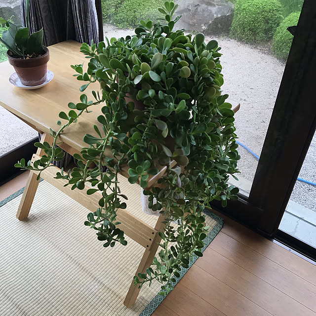 ayomoyuさんの実例写真