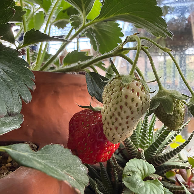 Aqettyさんの実例写真