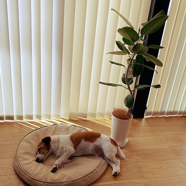 rinaさんの実例写真