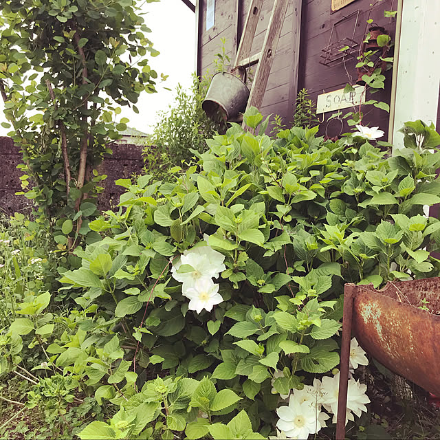 TOROさんの実例写真