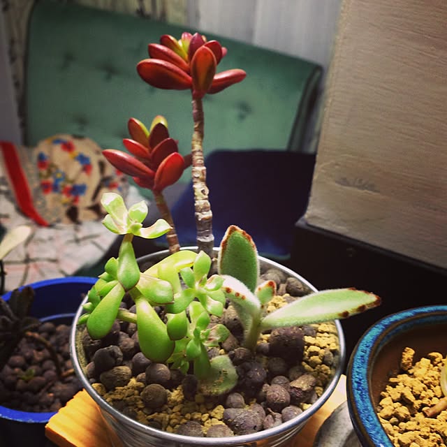 棚/植物/多肉植物/ごちゃごちゃ部/古物...などのインテリア実例 - 2015-04-26 20:50:55