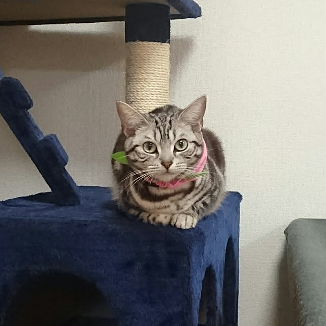 CatClipさんの実例写真