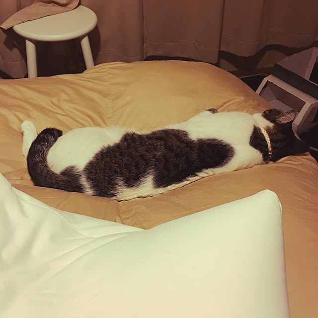 Shihoさんの実例写真