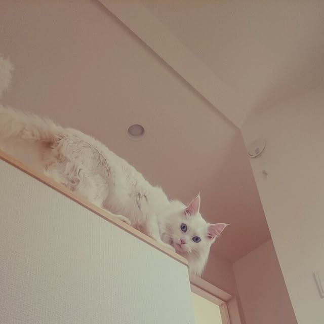 Msenbeeeさんの実例写真