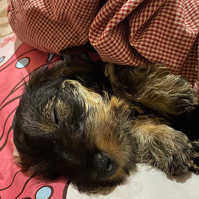 pattyさんの実例写真