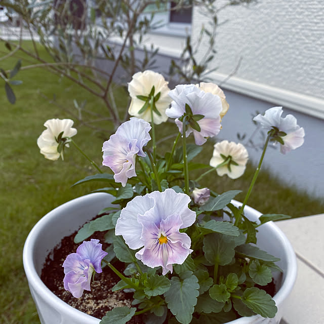 Aoiさんの実例写真