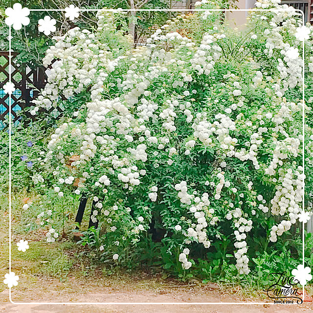 makkoさんの実例写真