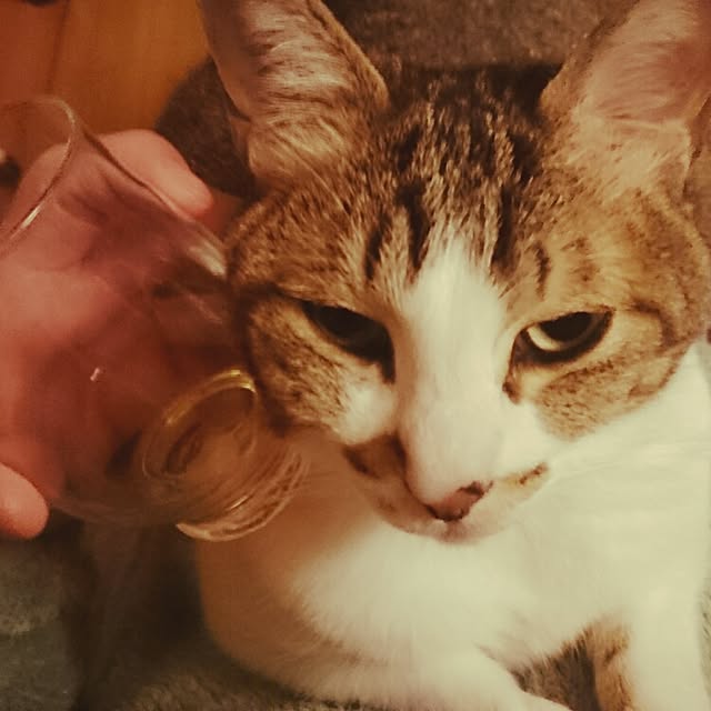 potarou006さんの実例写真