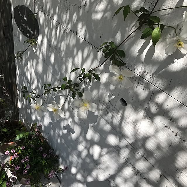 sakuさんの実例写真