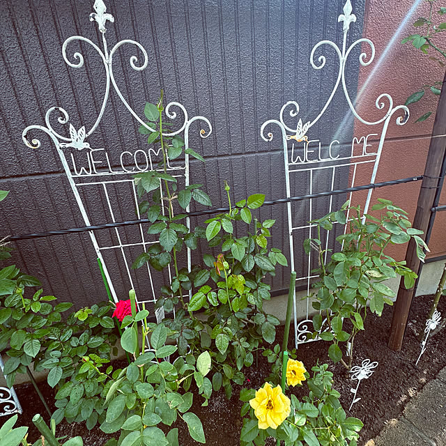 RoseLife5818さんの部屋