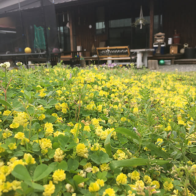 kozakura10さんの実例写真