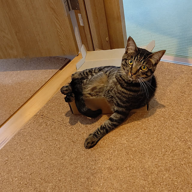 hihaさんの実例写真