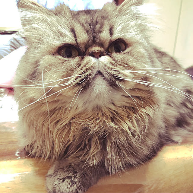 実例写真