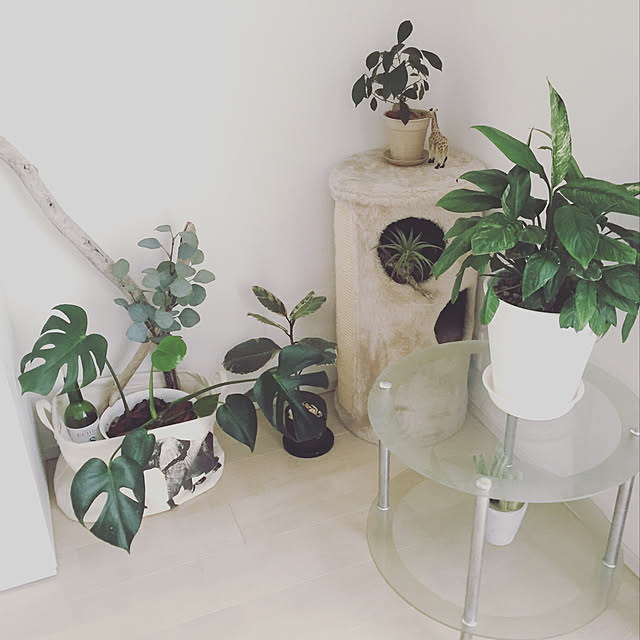 botanical_fieldさんの実例写真