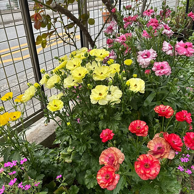 m.h.mammyさんの実例写真