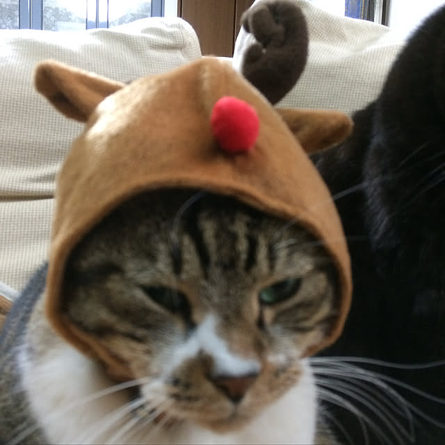 kirakirahoshiさんの実例写真