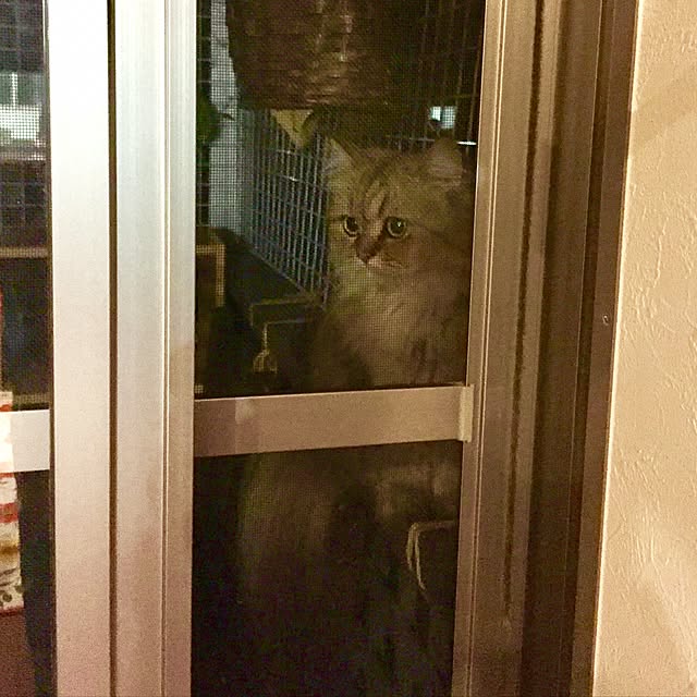 butachanさんの実例写真
