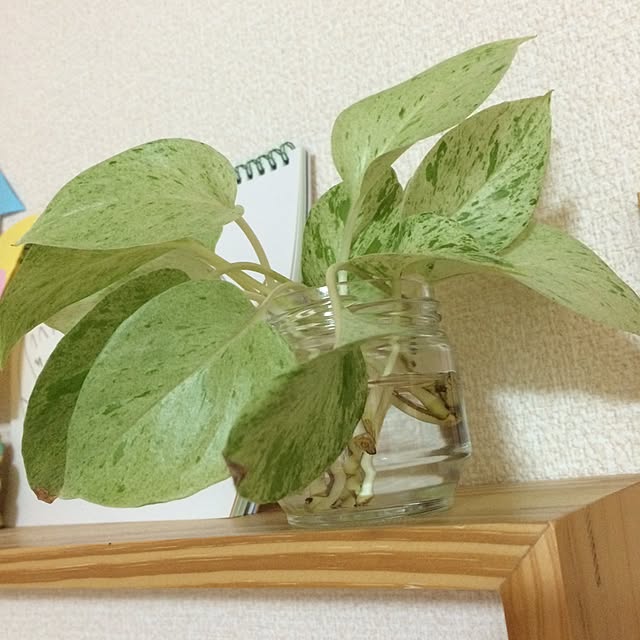 Naokoさんの実例写真