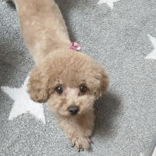 erisavesu4さんの実例写真