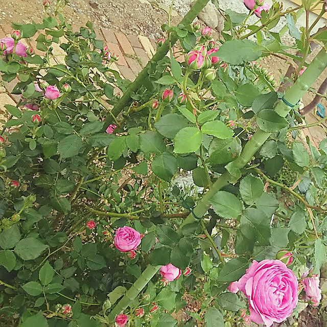 sunflowerさんの実例写真