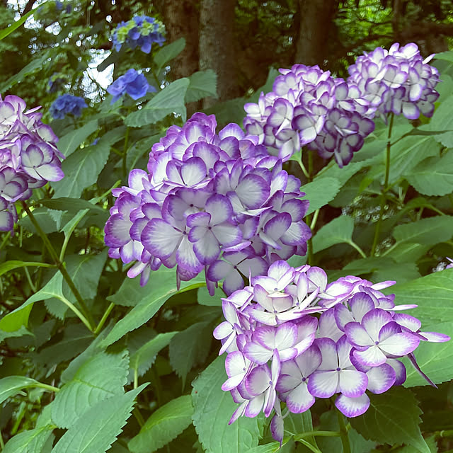 madamkaoriさんの実例写真