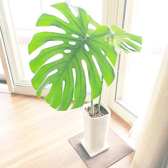 kumiさんの実例写真
