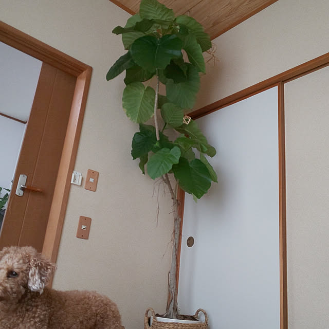 ryo.kotaさんの実例写真