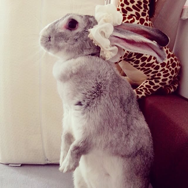 MARIさんの実例写真