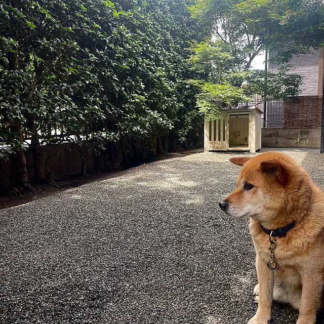 chataさんの実例写真