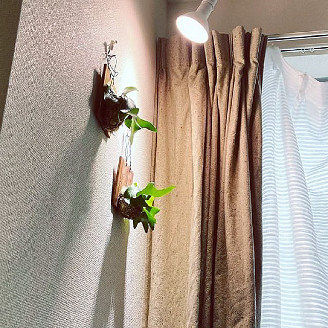 観葉植物/壁/天井のインテリア実例 - 2020-08-09 20:33:28