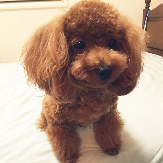 ayumoco725さんの実例写真