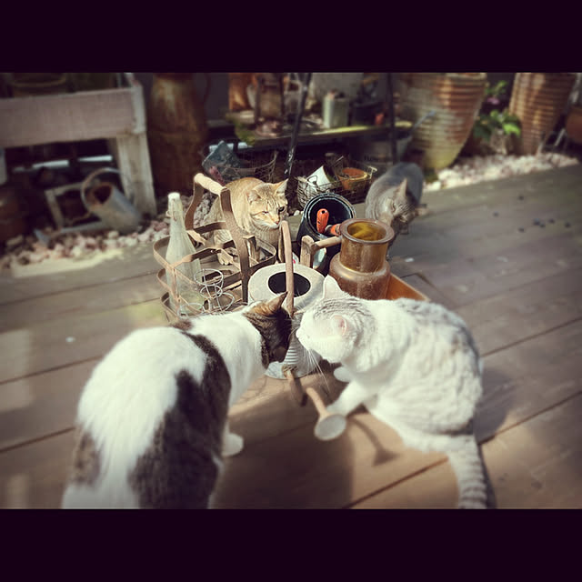 marusanさんの実例写真