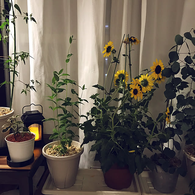 mi-saさんの部屋
