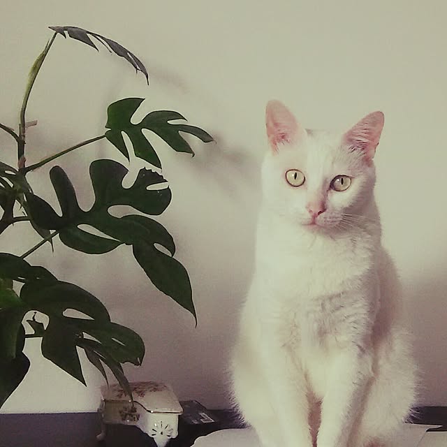 Miki1010さんの実例写真