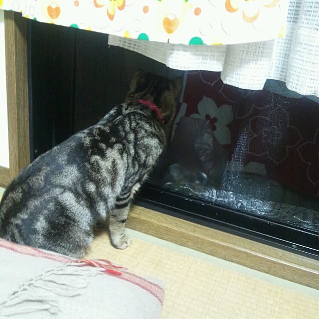RIN5さんの実例写真