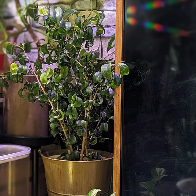 GINさんの部屋