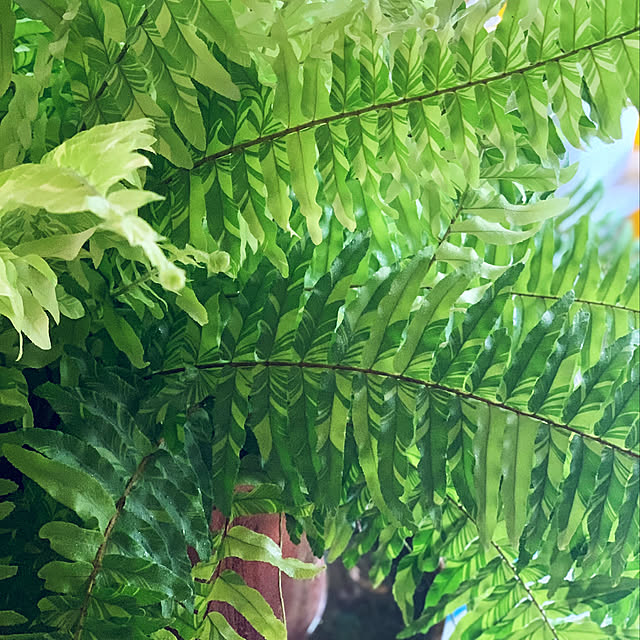 kfさんの実例写真