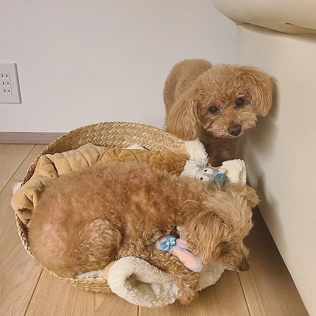 yumi.grandsaisonさんの部屋