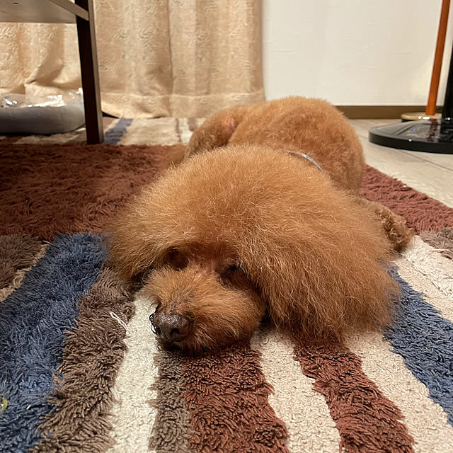 kyoroさんの実例写真