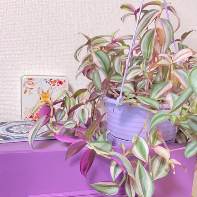 sayaさんの実例写真