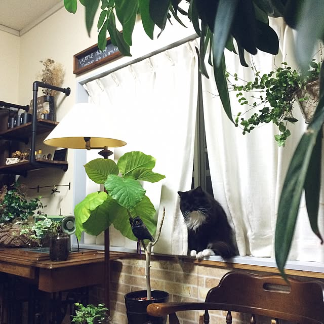 実例写真