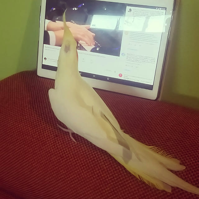 tokkoさんの実例写真
