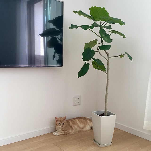 Minakoさんの実例写真