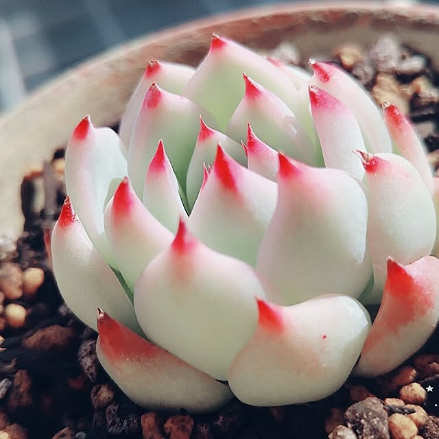 xomaaroxさんの実例写真