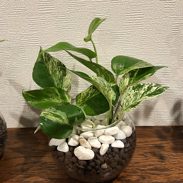 Ivyさんの実例写真