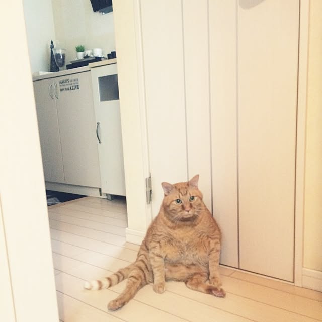 taachanさんの実例写真