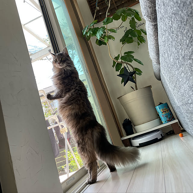 mayumiさんの実例写真