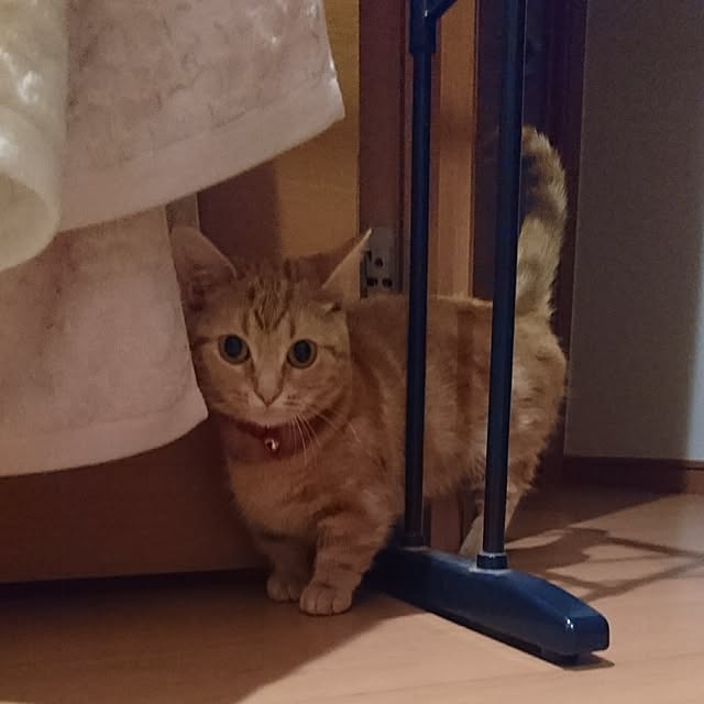 shinobuさんの実例写真